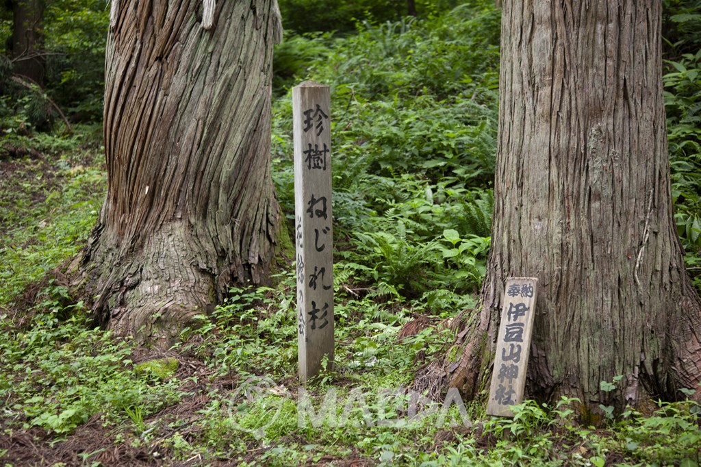 伊豆山神社鳥居と珍樹ねじれ杉