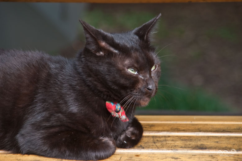壁紙 黒猫のデスクトップ用壁紙 東京都武蔵野市 36arts Com 写真集 Sigma 18 0mm F3 5 6 3 Dc
