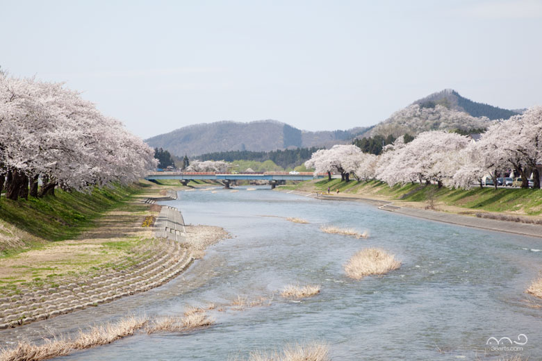 斉内川の桜