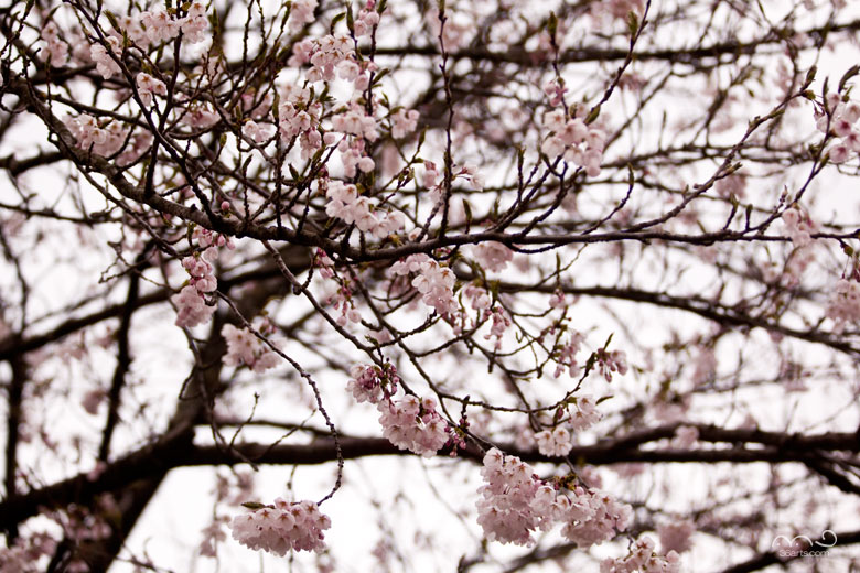 あけぼの町の桜
