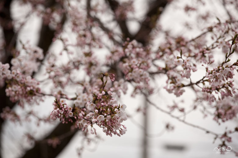 【壁紙】ドンパン広場の桜