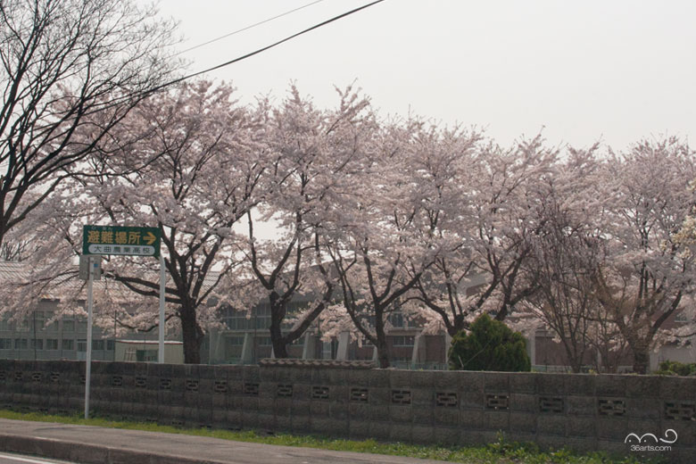 大曲農業高等学校の桜
