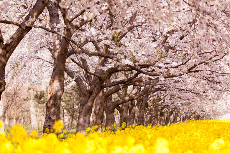 壁紙 桜と菜の花のデスクトップ用壁紙 秋田県大潟村 36arts Com 写真集 Canon Ef70 0mm F2 8l Usm