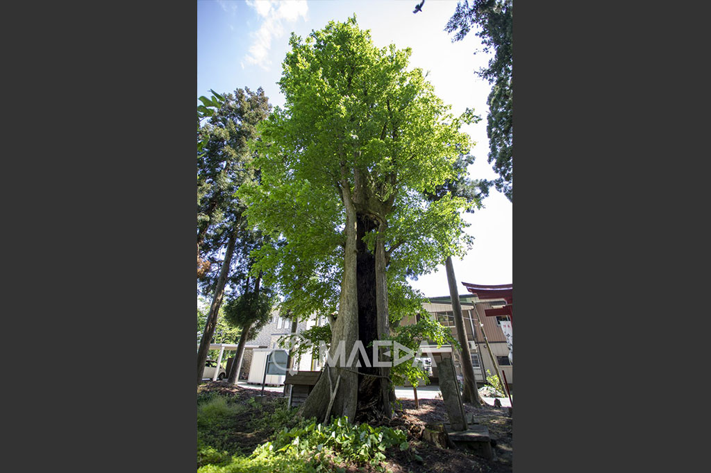 八幡神社（西根）幕串の「たもの木」
