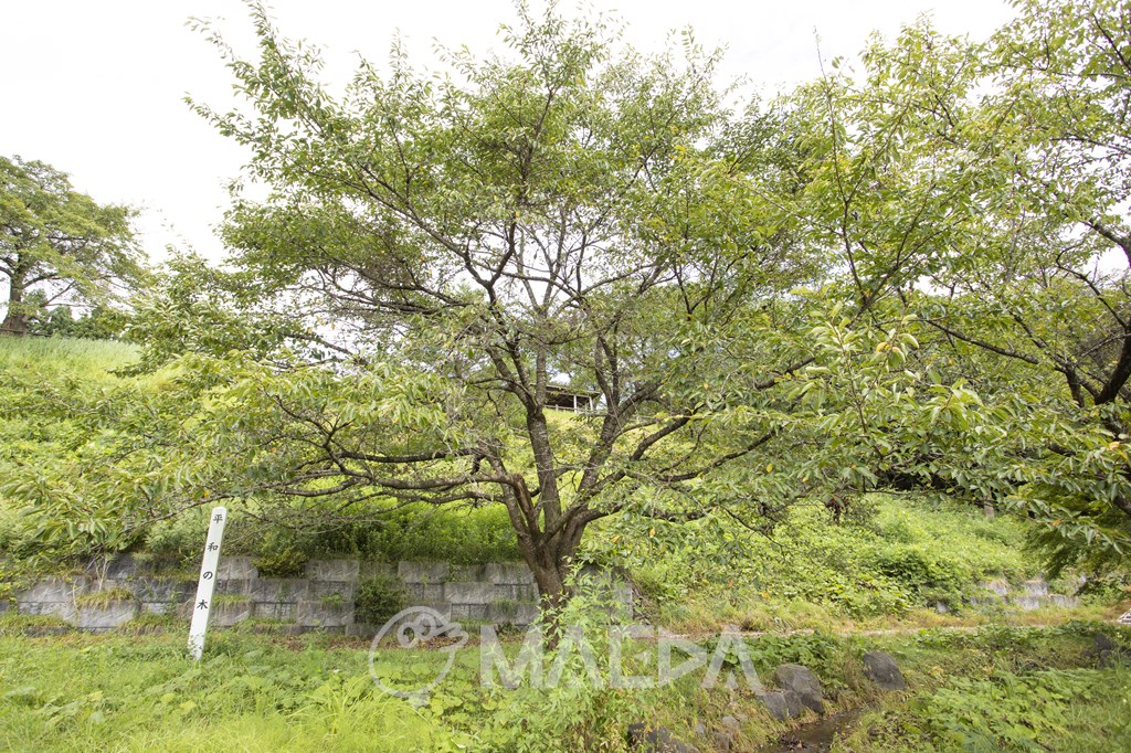 二タ子沢農村公園 平和の木
