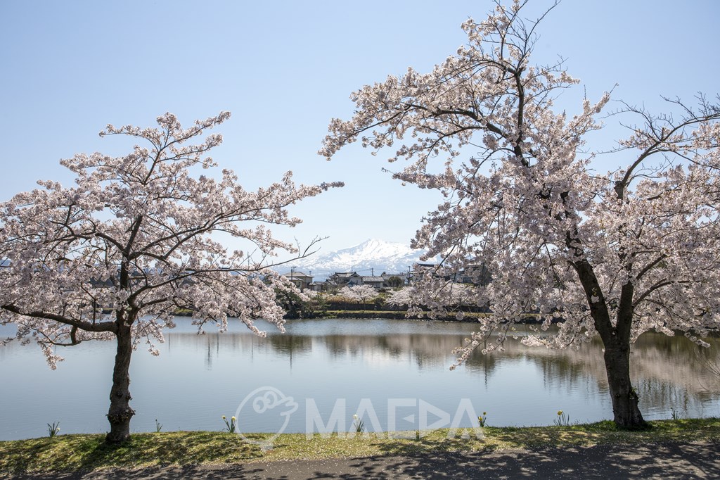 勢至公園の桜と鳥海山