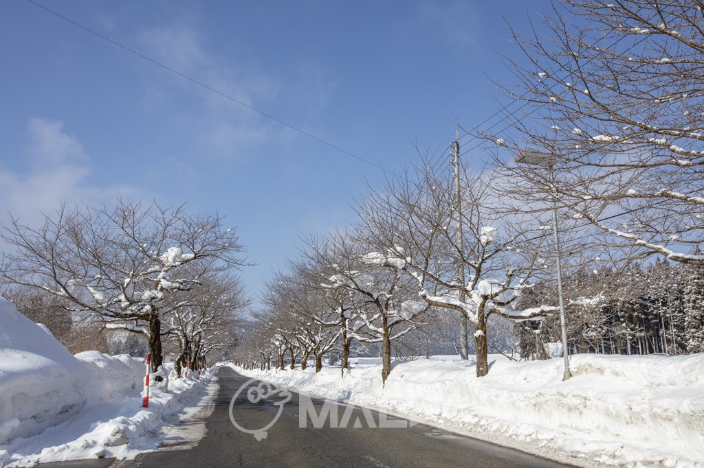 冬の秋田県道256号