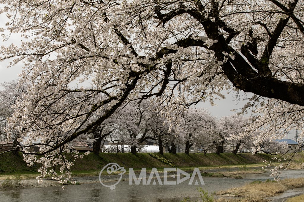 斉内川と桜