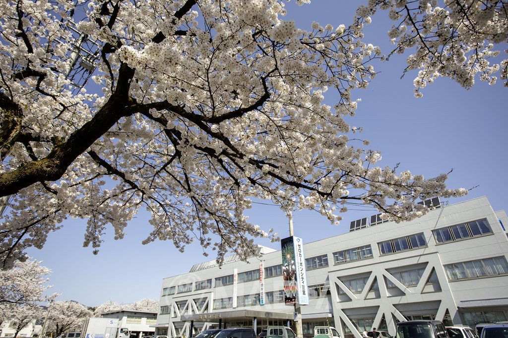 大仙市役所前の桜