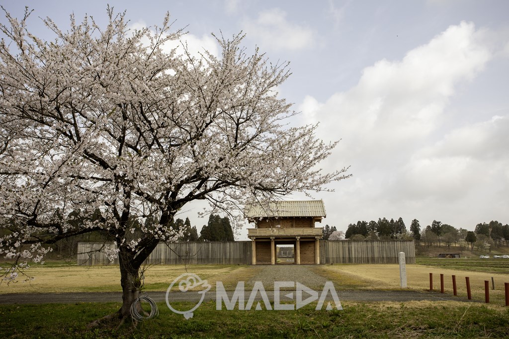 払田柵跡と桜